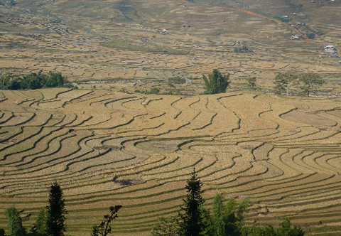 Bức tranh điêu khắc mùa đông trên cánh đồng Tú Lệ- chân đèo Khau phạ. Bức tranh điêu khắc mùa đông trên cánh đồng Tú Lệ- chân đèo Khau phạ.