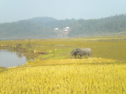 Mùa xuân trên cánh đồng Mường Thanh. Mùa xuân trên cánh đồng Mường Thanh.