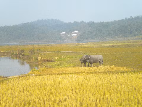 Mùa xuân trên cánh đồng Mường Thanh.