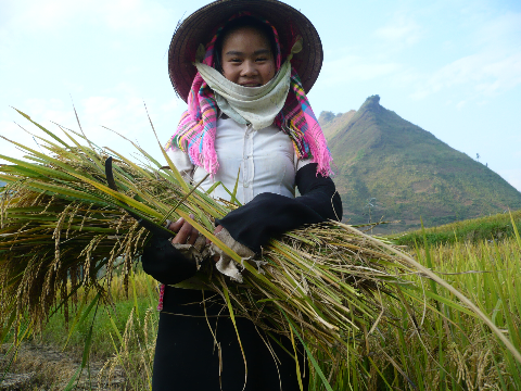 Xao xuyến nụ cười vùng sơn cước của cô gái Bản Lướt- Mường Than hạnh phúc khi mùa lúa bội thu. Xao xuyến nụ cười vùng sơn cước của cô gái Bản Lướt- Mường Than hạnh phúc khi mùa lúa bội thu.