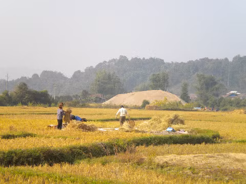 Mùa xuân trên cánh đồng Mường Thanh.