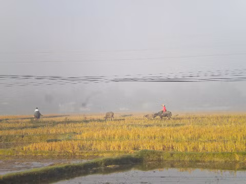 Mùa xuân trên cánh đồng Mường Thanh.