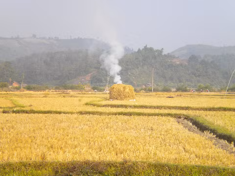 Mùa xuân trên cánh đồng Mường Thanh.