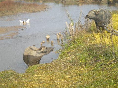 Mùa xuân trên cánh đồng Mường Thanh. Mùa xuân trên cánh đồng Mường Thanh.