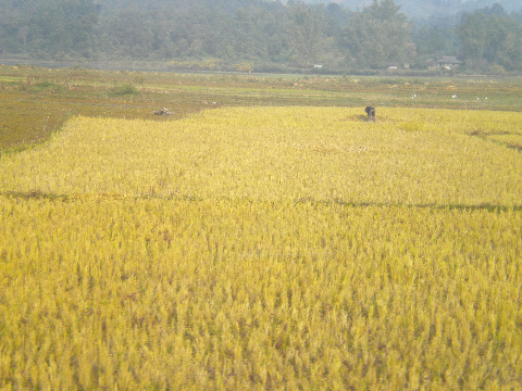 Mùa xuân trên cánh đồng Mường Thanh.Cảnh đẹp Lai Châu. Mùa xuân trên cánh đồng Mường Thanh.Cảnh đẹp Lai Châu.