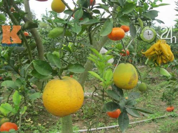 Quả bưởi ngọt được ghép thành công Quả bưởi ngọt được ghép thành công