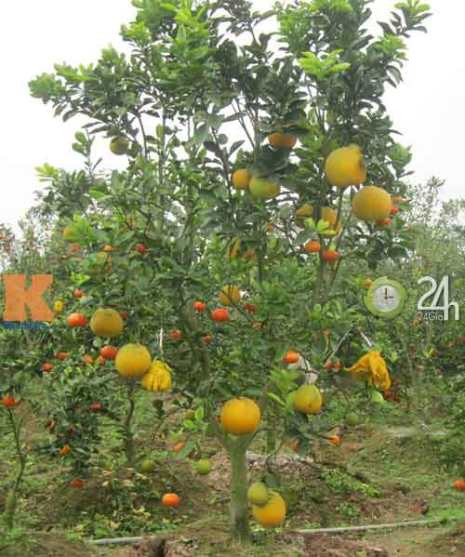 Cây cho 5 loại quả khác nhau Cây cho 5 loại quả khác nhau