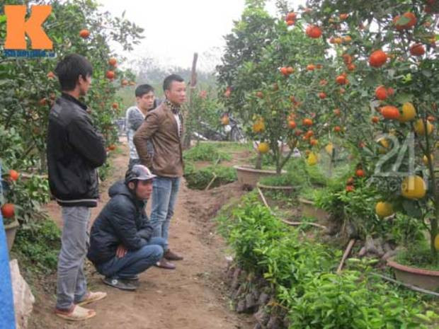 Rất nhiều khách hàng đến xem, đặt mua cây cho 5 loại quả Rất nhiều khách hàng đến xem, đặt mua cây cho 5 loại quả