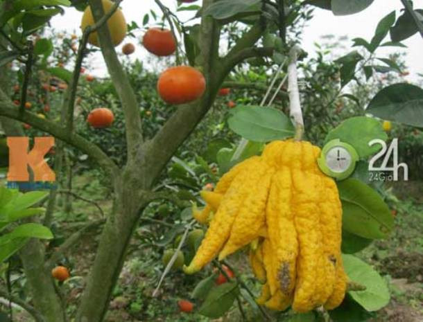 Quả phật thủ chín đúng vào dịp tết Quả phật thủ chín đúng vào dịp tết