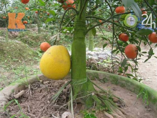Gốc cây bưởi chua được ông Giáp dùng để cấy ghép các loại quả Gốc cây bưởi chua được ông Giáp dùng để cấy ghép các loại quả