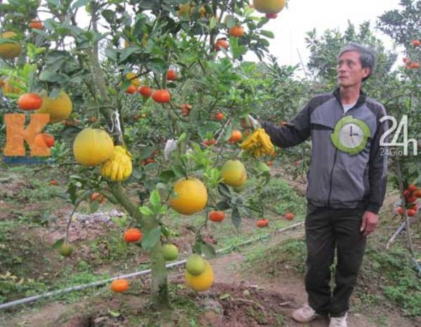 Ông Giáp - người ghép thành công cây ngũ quả chơi dịp tết Ông Giáp - người ghép thành công cây ngũ quả chơi dịp tết