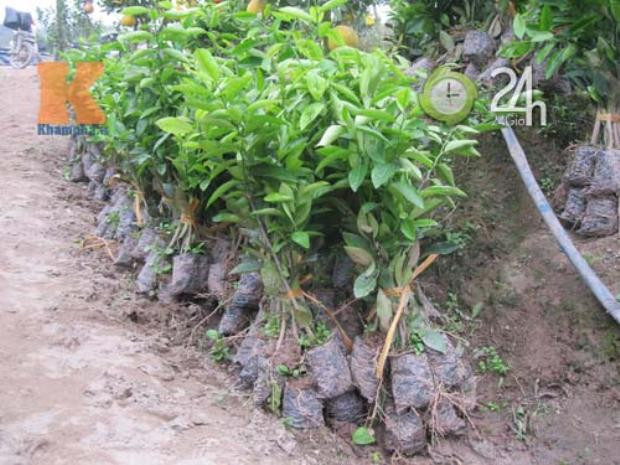 Cây bưởi chua nhỏ được dùng để ghép quả Cây bưởi chua nhỏ được dùng để ghép quả