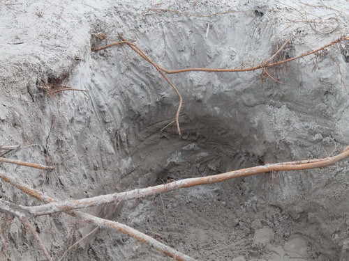 .... và Bộ chỉ huy quân sự Quảng Trị nhận thấy các rễ cây ở lớp đất phía trên hố khai quật đều đã bị cắt từ trước