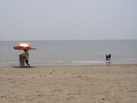 Thoáng chốc, bãi biển trở nên vắng tanh, không còn ai ngoài chú ngựa bướng bỉnh này.