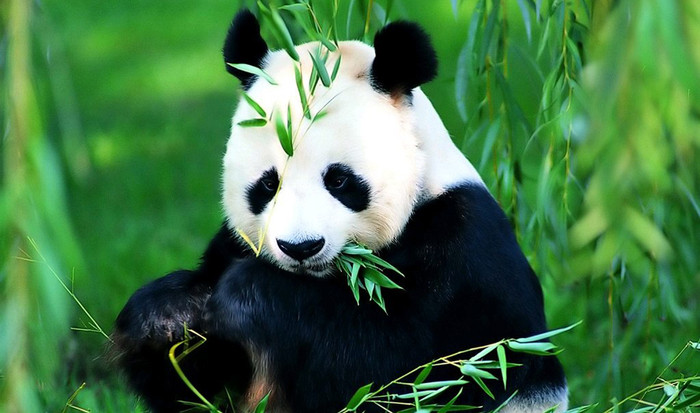 Gấu trúc khổng lồ Trung Quốc Gấu trúc khổng lồ Trung Quốc