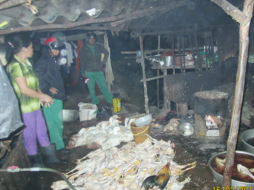 Lò mổ bơm bã đậu vào gia cầm Lò mổ bơm bã đậu vào gia cầm