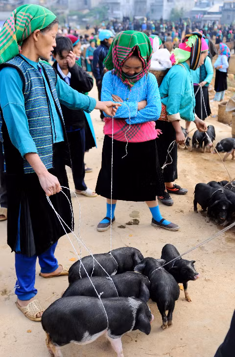 Một góc buôn bán gia súc ở chợ phiên Đồng Văn