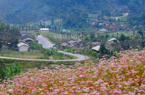 Phố núi ngập sắc hoa Tam Giác Mạch