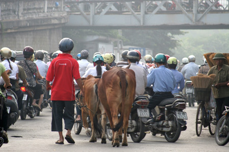 Dắt bò cũng cần phải đội mũ bảo hiểm. Dắt bò cũng cần phải đội mũ bảo hiểm.