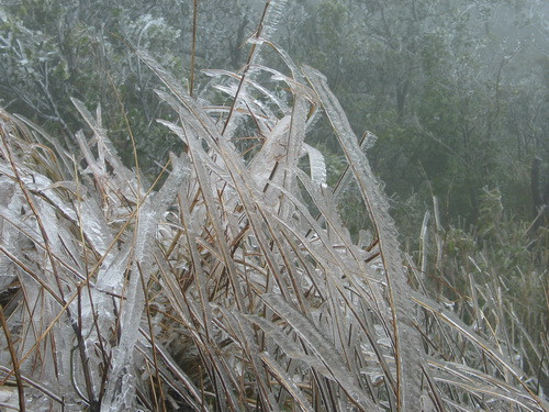 Rừng núi Mẫu Sơn chìm trong băng tuyết. Ông Hà Văn Tiên, Giám đốc Trung tâm dự báo khí tượng thủy văn tỉnh cho biết, đã ba ngày nay nhiệt độ tại khu du lịch Mẫu Sơn, nơi có độ cao hơn 1.500m so mực nước biển, liên tục giảm từ -0,2 độ C đến 1 độ C, nên liên tiếp xuất hiện băng tuyết. Tuyết phủ kín trên trên các bụi cây, ngọn cỏ, lối đi... Dự báo trong vài ngày tới nhiệt độ ở Mẫu Sơn vẫn tiếp tục giảm, nhất là về đêm. Theo các chuyên gia thời tiết, Mẫu Sơn được coi là nơi có nhiệt độ thấp nhất tại Việt Nam.