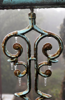 Đọng trên hàng rào sắt