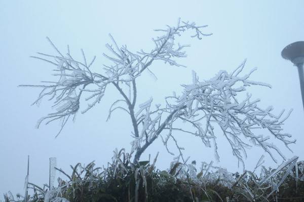 "Cây nước băng"