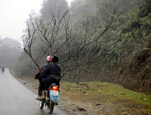 Năm nay, đào rừng Sapa ít nụ hơn mọi năm, nhưng giữa cái rét tím tái tay chân, người dân tộc thiểu số bản địa vẫn mang những cành hoa ra bán tại thị trấn du lịch Sapa và dọc hai bên đường. Tuy nhiên, năm nay giá đào rừng được thổi lên rất cao. Năm nay, đào rừng Sapa ít nụ hơn mọi năm, nhưng giữa cái rét tím tái tay chân, người dân tộc thiểu số bản địa vẫn mang những cành hoa ra bán tại thị trấn du lịch Sapa và dọc hai bên đường. Tuy nhiên, năm nay giá đào rừng được thổi lên rất cao.