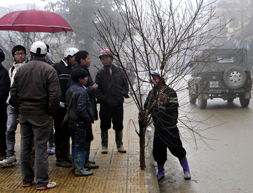 Giá mỗi cành loại nhỏ được "hét" 600 nghìn đồng. Cành to hơn, có chút rêu và tầm gửi được rao bán thấp nhất 1,5 triệu đồng. Còn những cành lớn gần như nguyên cây được "thổi" lên tới cả chục triệu đồng. Chủ nhân cành đào này đang đòi bán với giá 1,5 triệu đồng. Giá mỗi cành loại nhỏ được "hét" 600 nghìn đồng. Cành to hơn, có chút rêu và tầm gửi được rao bán thấp nhất 1,5 triệu đồng. Còn những cành lớn gần như nguyên cây được "thổi" lên tới cả chục triệu đồng. Chủ nhân cành đào này đang đòi bán với giá 1,5 triệu đồng.