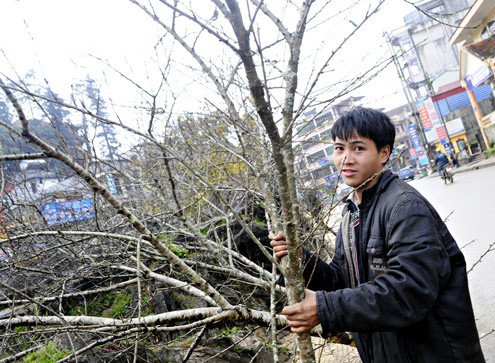 Cành loại nhỏ này cũng được ra giá 700.000 đồng, trong khi năm ngoái chỉ khoảng 200.000 đồng. Chị Nguyễn Thị Phương (phố Đội Cấn, Ba Đình, Hà Nội) than: "Rất yêu đào phai Sapa nhưng chẳng dám mua vì một cành vừa mắt bị ra giá đến 3 triệu đồng". Cành loại nhỏ này cũng được ra giá 700.000 đồng, trong khi năm ngoái chỉ khoảng 200.000 đồng. Chị Nguyễn Thị Phương (phố Đội Cấn, Ba Đình, Hà Nội) than: "Rất yêu đào phai Sapa nhưng chẳng dám mua vì một cành vừa mắt bị ra giá đến 3 triệu đồng".