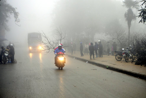 Người dân thành phố Lào Cai vác đào về nhà để trưng Tết. Người dân thành phố Lào Cai vác đào về nhà để trưng Tết.