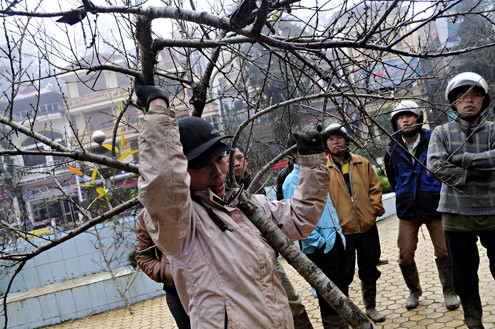 Thanh niên này vừa vác đào vừa ra giá 1 triệu đồng. Một du khách Hà Nội trả đến 900.000 đồng nhưng anh không chịu bán. Giá đào cao khiến nhiều du khách vùng xuôi lên Sapa dù rất thích thú nhưng hầu hết chỉ lắc đầu, không dám mua. Thanh niên này vừa vác đào vừa ra giá 1 triệu đồng. Một du khách Hà Nội trả đến 900.000 đồng nhưng anh không chịu bán. Giá đào cao khiến nhiều du khách vùng xuôi lên Sapa dù rất thích thú nhưng hầu hết chỉ lắc đầu, không dám mua.
