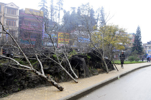 Do giá quá cao nên nhiều nơi bày bán đào luôn trong cảnh đìu hiu, ít khách xem. Còn các thương lái muốn tận dụng xe tải để gom đào về xuôi bán kiếm lời cũng rất khó tập hợp được đủ chuyến. Do giá quá cao nên nhiều nơi bày bán đào luôn trong cảnh đìu hiu, ít khách xem. Còn các thương lái muốn tận dụng xe tải để gom đào về xuôi bán kiếm lời cũng rất khó tập hợp được đủ chuyến.