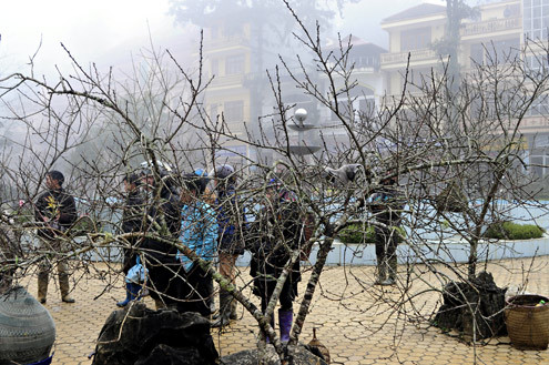 Những ngày giáp Tết, vườn hoa trung tâm Sapa đã biến thành chợ đào. Nhiều cành có thế đẹp, phủ đầy rêu và tầm gửi, nhưng do thời tiết không thuận nên nụ rất ít. Theo người có kinh nghiệm, chừng gần một tháng nữa đào rừng mới bung nở. Những ngày giáp Tết, vườn hoa trung tâm Sapa đã biến thành chợ đào. Nhiều cành có thế đẹp, phủ đầy rêu và tầm gửi, nhưng do thời tiết không thuận nên nụ rất ít. Theo người có kinh nghiệm, chừng gần một tháng nữa đào rừng mới bung nở.