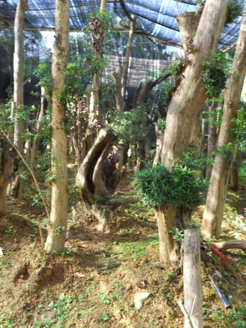 Trong đó phải kể đến loài thông tre, một trong những loài khó trồng và khó “chiều” hơn cả thú “vua lan, quan trà” Trong đó phải kể đến loài thông tre, một trong những loài khó trồng và khó “chiều” hơn cả thú “vua lan, quan trà”