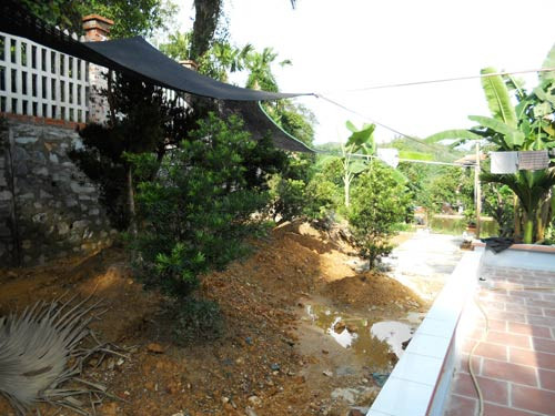 Những cây cảnh “độc” được đưa về từ khắp nơi, đang trong thời gian “hồ” để thích nghi với khí hậu, thổ nhưỡng của khu trang trại Những cây cảnh “độc” được đưa về từ khắp nơi, đang trong thời gian “hồ” để thích nghi với khí hậu, thổ nhưỡng của khu trang trại