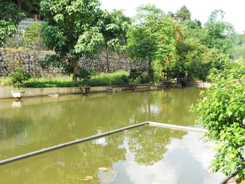 Cả trang trại ngút ngát cây xanh do bàn tay có nghề về cây xanh và phong thủy kiến tạo Cả trang trại ngút ngát cây xanh do bàn tay có nghề về cây xanh và phong thủy kiến tạo