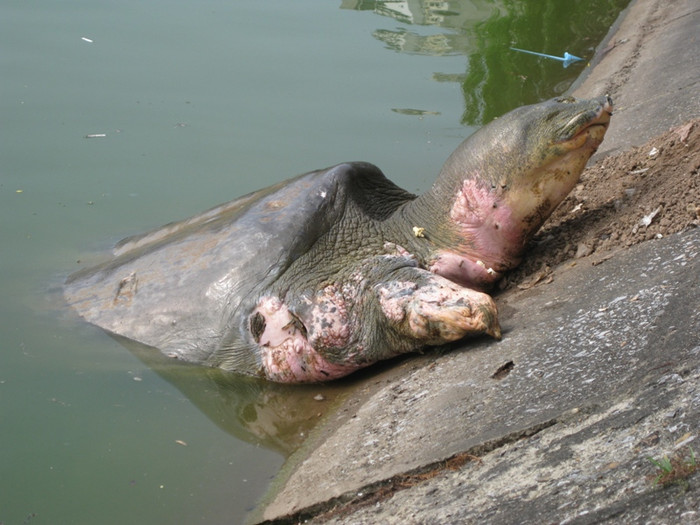 Với thân hình nặng nề thì cụ rùa khá vất vả đề bò lên mé bờ