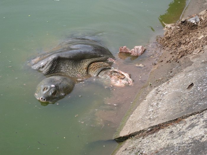 Cụ rùa nổi lên mặt nước và tiến sát vào mé bờ.