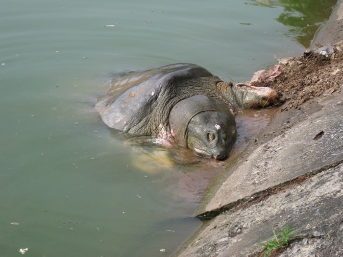Cụ rùa đang tìm cách bò lên trên