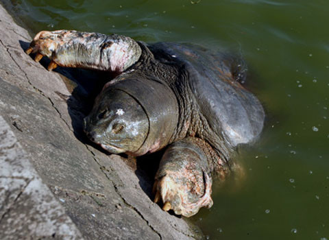 Rùa hồ Gươm nổi ngày 11/12. Ảnh: Vũ Long.