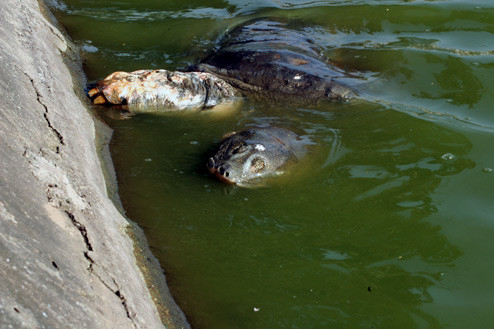 Rùa ngóc lên như muốn trèo lên bờ. Rùa ngóc lên như muốn trèo lên bờ.