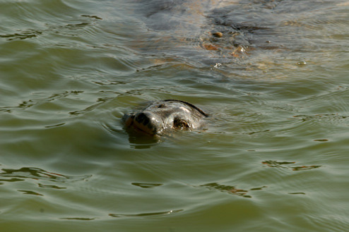 Sau đó rùa từ từ bơi về phía gần phố Lê Thái Tổ. Sau đó rùa từ từ bơi về phía gần phố Lê Thái Tổ.