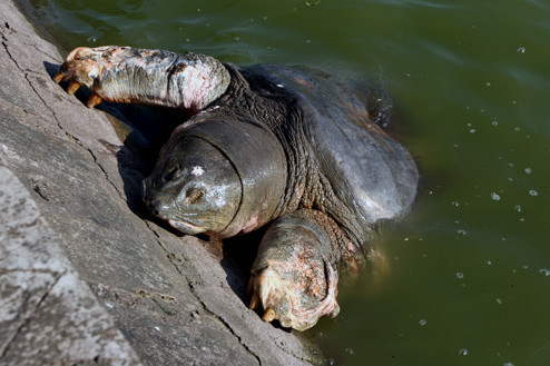 Chi trước bên phải của rùa hằn lên những vết loang quen thuộc. Chi trước bên phải của rùa hằn lên những vết loang quen thuộc.