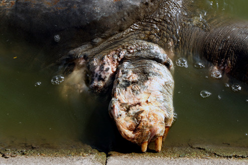 Chi trước bên phải của rùa hằn lên những vết loang quen thuộc. Chi trước bên phải của rùa hằn lên những vết loang quen thuộc.