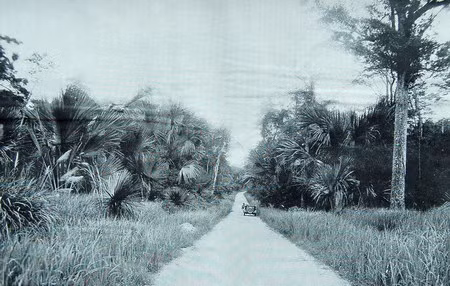 Đường Cái Quan xuyên qua rừng cọ.