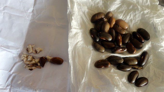 Các hạt đậu được phát cho các trẻ em Các hạt đậu được phát cho các trẻ em