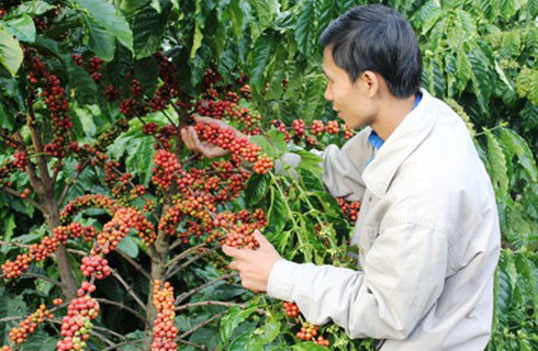 Hàng loạt doanh nghiệp cà phê ở Tây Nguyên gặp khó. Ảnh minh họa.