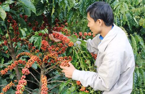 Hàng loạt doanh nghiệp cà phê ở Tây Nguyên gặp khó. Ảnh minh họa.