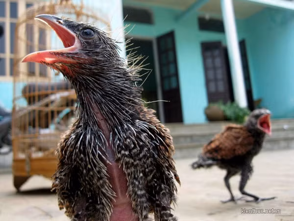 Khi tôi đến gần thì nghe thấy từ trong chiếc tổ ấy phát ra những tiếng “phì phì”, “khè khè”. Tôi rất hoảng, tưởng là tổ rắn hổ mang chúa nên vội vàng quay ra, không dám đứng gần”. Khi tôi đến gần thì nghe thấy từ trong chiếc tổ ấy phát ra những tiếng “phì phì”, “khè khè”. Tôi rất hoảng, tưởng là tổ rắn hổ mang chúa nên vội vàng quay ra, không dám đứng gần”.