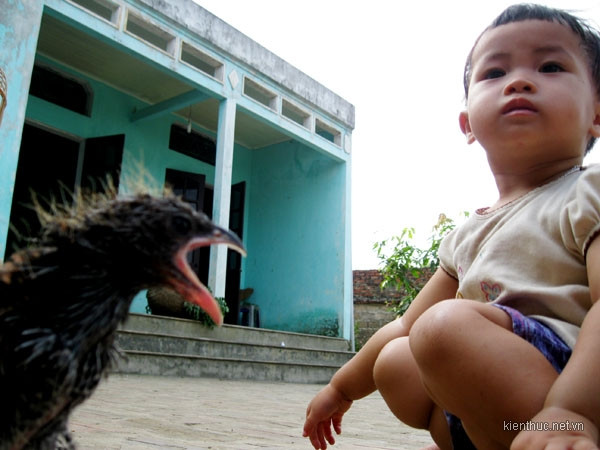 “Sau đó, tôi lấy một chiếc sào tre dài rồi đứng từ xa để chọc vào tổ, bởi nếu có rắn thì rắn sẽ bò ra. Nhưng một lúc sau vẫn không thấy có động tĩnh gì. Tôi đánh bạo đến gần hơn, dùng que vạch tổ ấy ra thì phát hiện bên trong tổ là 2 con chim non nhưng có hình dáng khá lớn”. “Sau đó, tôi lấy một chiếc sào tre dài rồi đứng từ xa để chọc vào tổ, bởi nếu có rắn thì rắn sẽ bò ra. Nhưng một lúc sau vẫn không thấy có động tĩnh gì. Tôi đánh bạo đến gần hơn, dùng que vạch tổ ấy ra thì phát hiện bên trong tổ là 2 con chim non nhưng có hình dáng khá lớn”.
